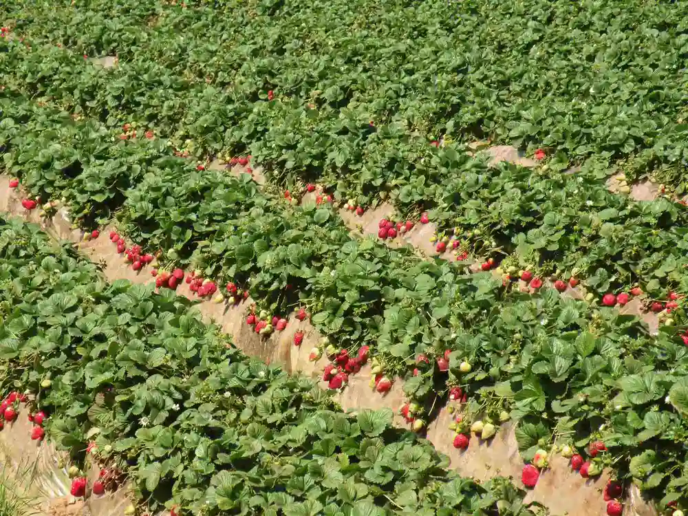Strawberry fields
